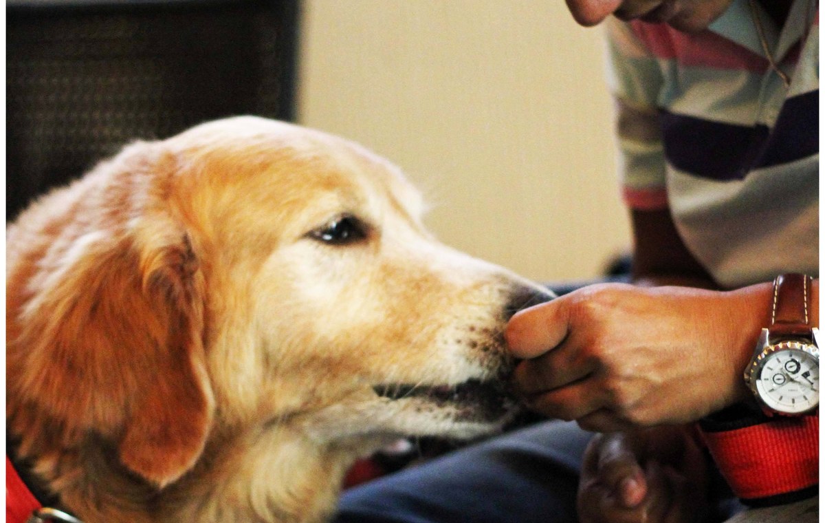 Why Scent Work Is One of the Best Enrichment Activities for Dogs