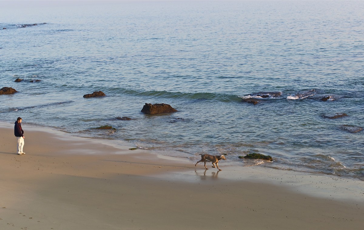 What Is Mantrailing? A Beginner’s Guide for Dog Owners