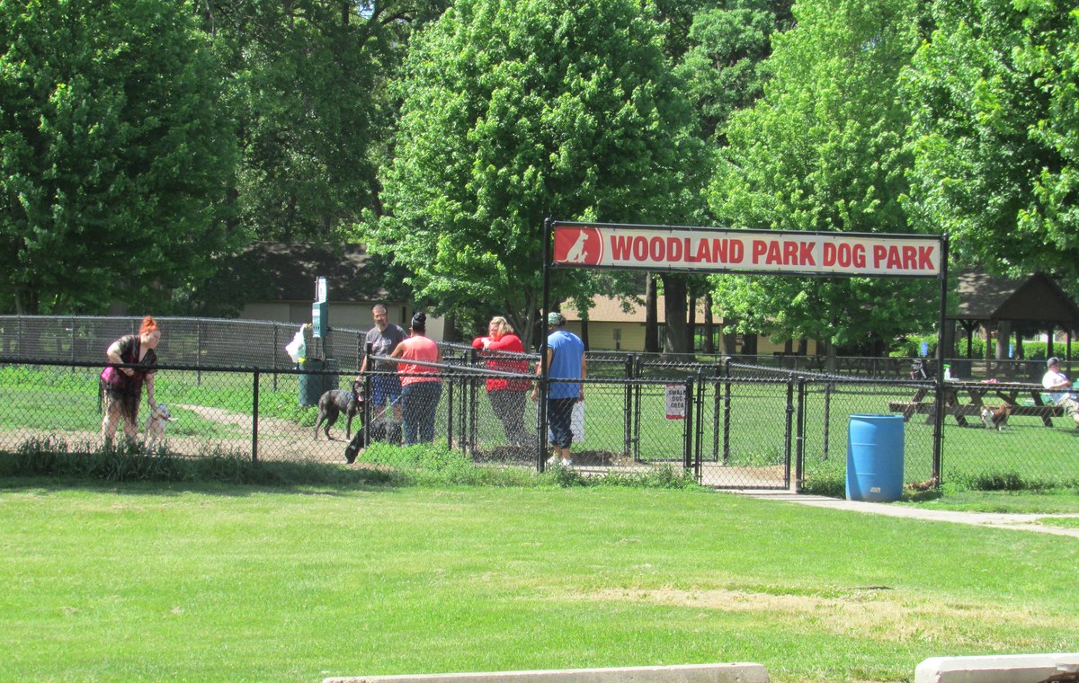 Dog Training Classes in Campbelltown: What Should a Good Group Class Teach?