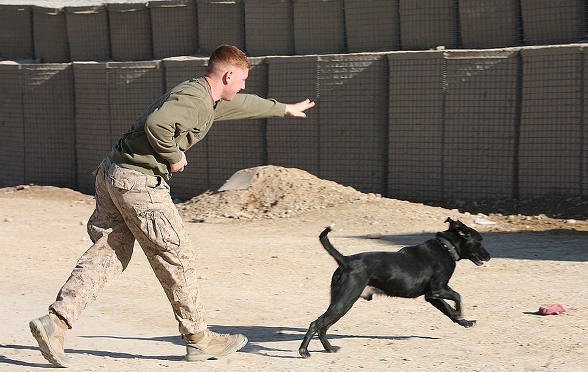 How to Teach Loose-Lead Walking Without Constantly Correcting Your Dog