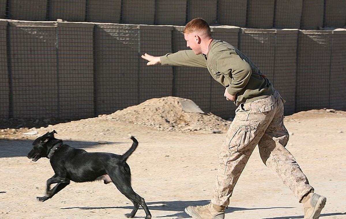 Dog Recall Training: Why Your Dog Comes Back at Home but Not Outside
