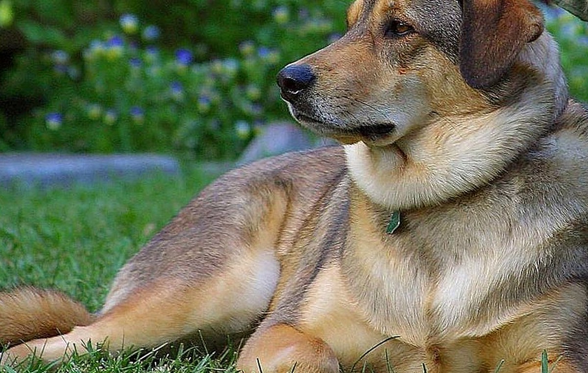 Reactive Dog Training: What to Do When Your Dog Barks or Lunges on Walks