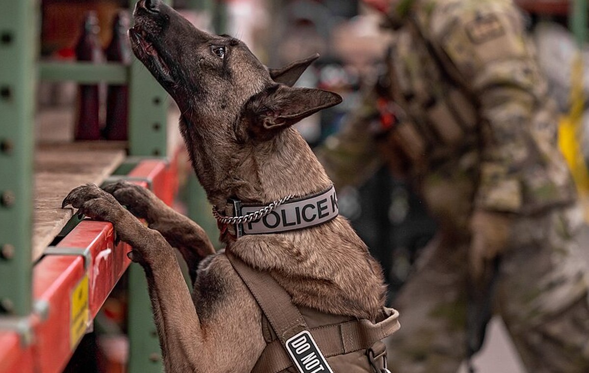 Why Scent Work Is One of the Best Enrichment Activities for Dogs