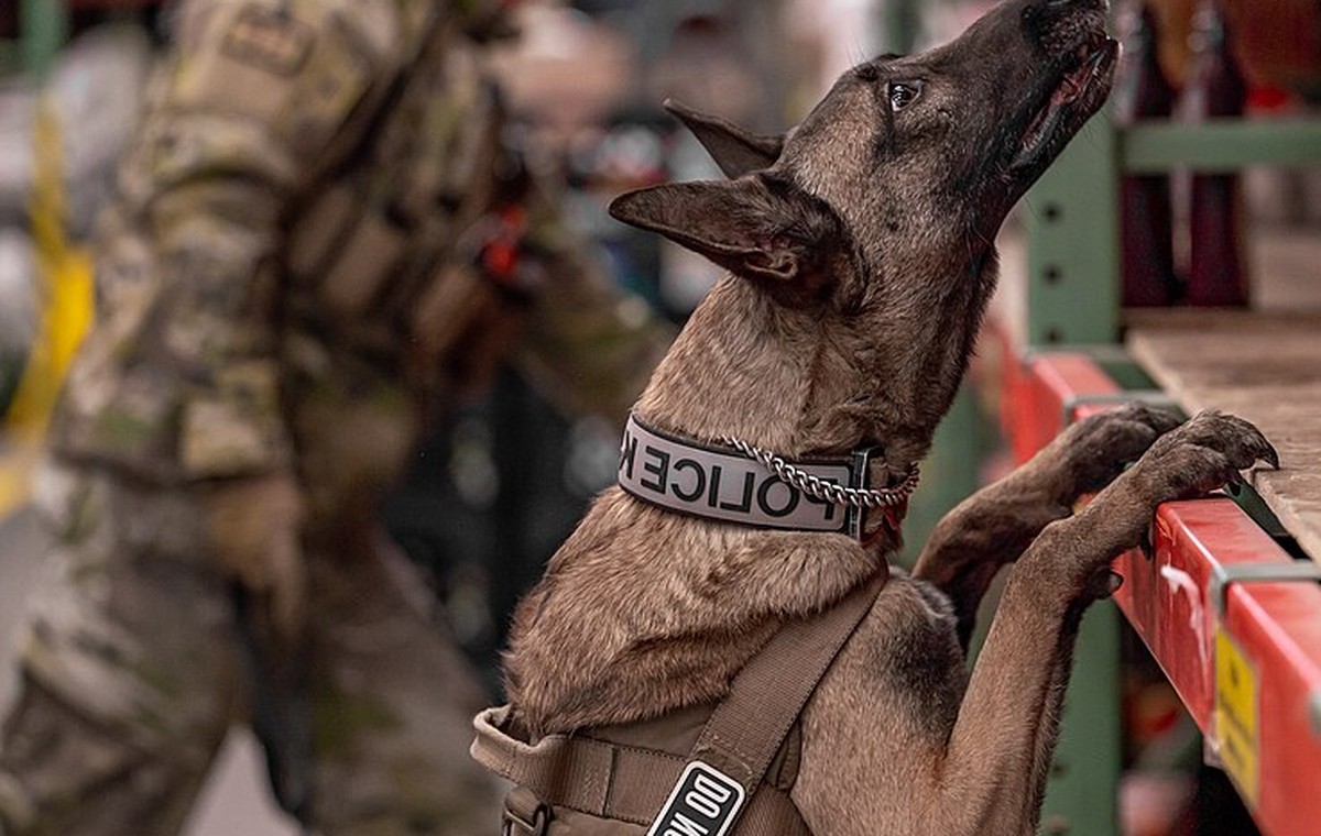 What Is Mantrailing? A Beginner’s Guide for Dog Owners