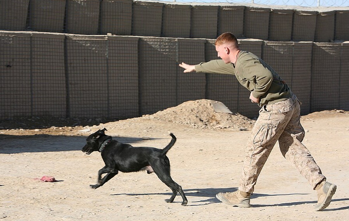 Dog Training Classes in Campbelltown: What Should a Good Group Class Teach?