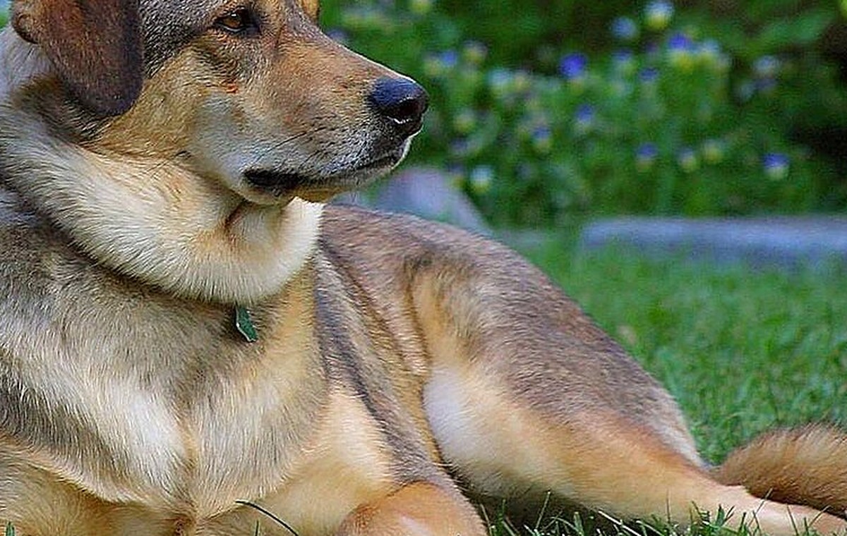 10 Easy Dog Enrichment Ideas You Can Do at Home