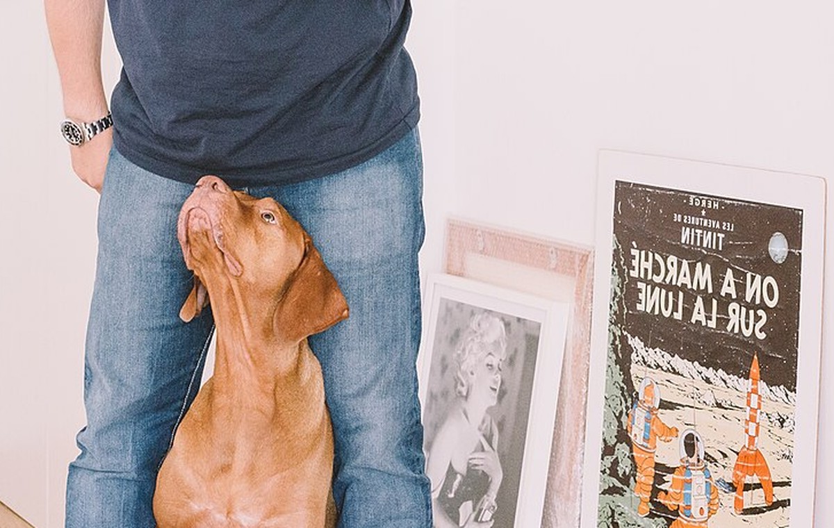 How to Teach Your Dog to Settle Calmly Around Distractions
