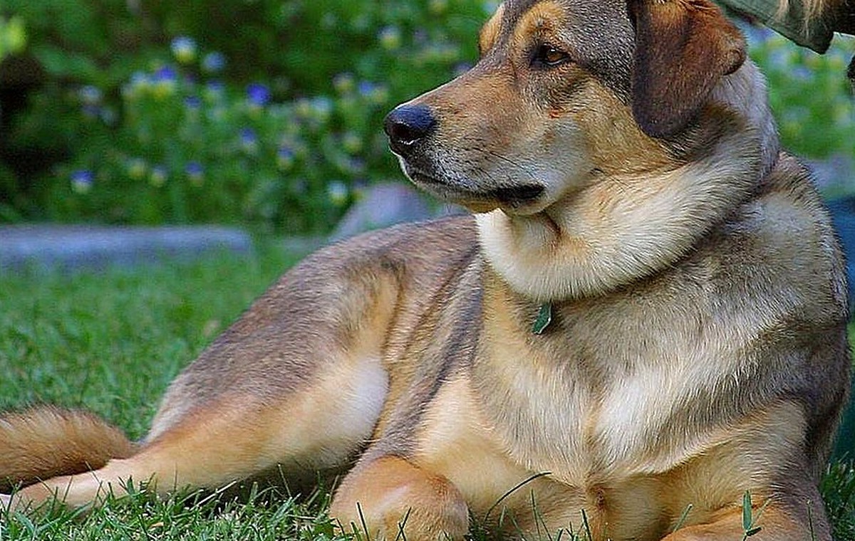 How to Build Confidence in a Nervous Dog Without Forcing Them