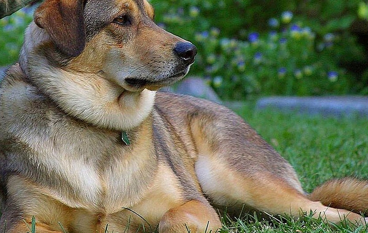 Does Your Dog Need More Exercise — or Better Enrichment?