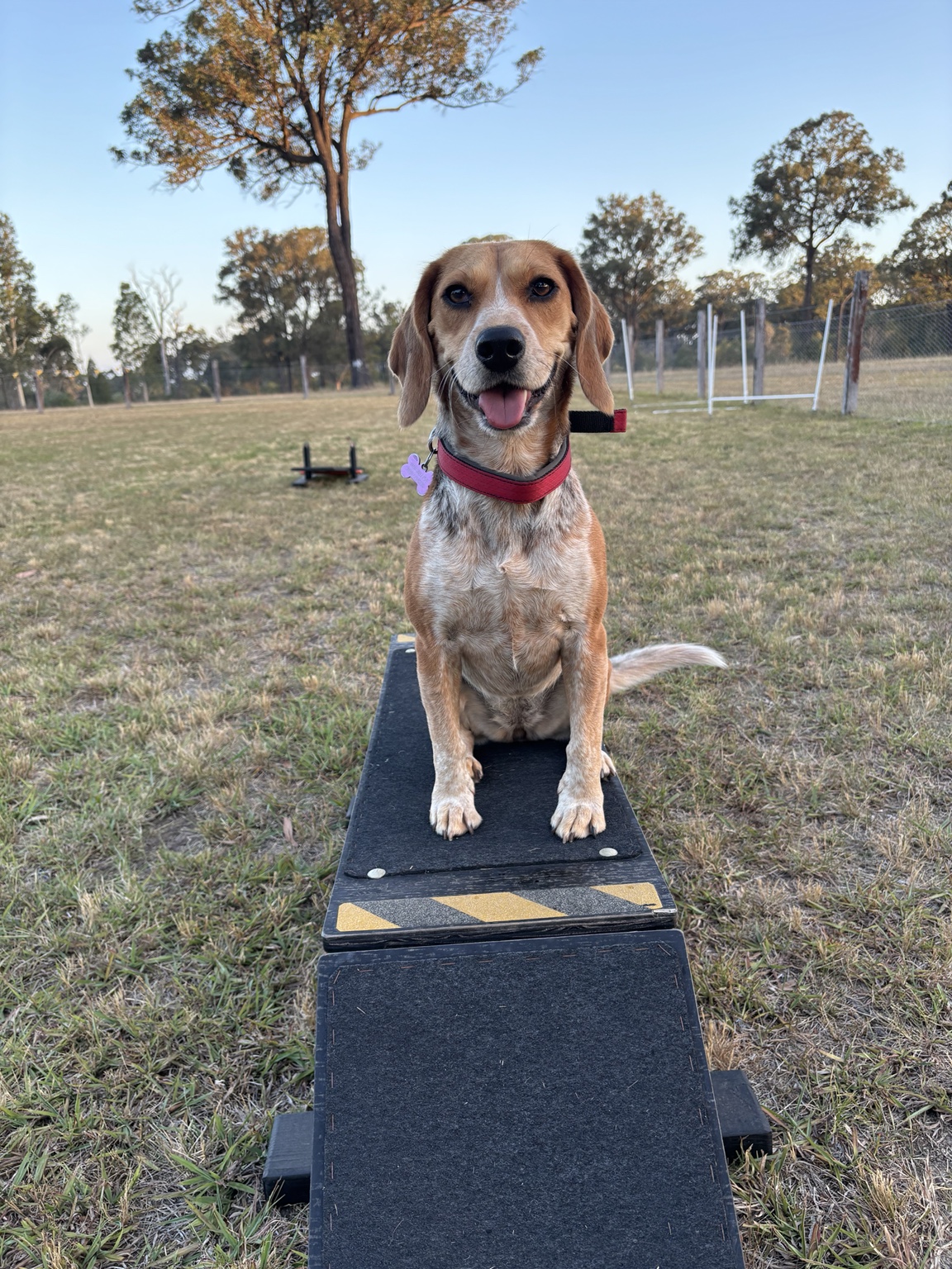 Sox balancing confidently on a training platform