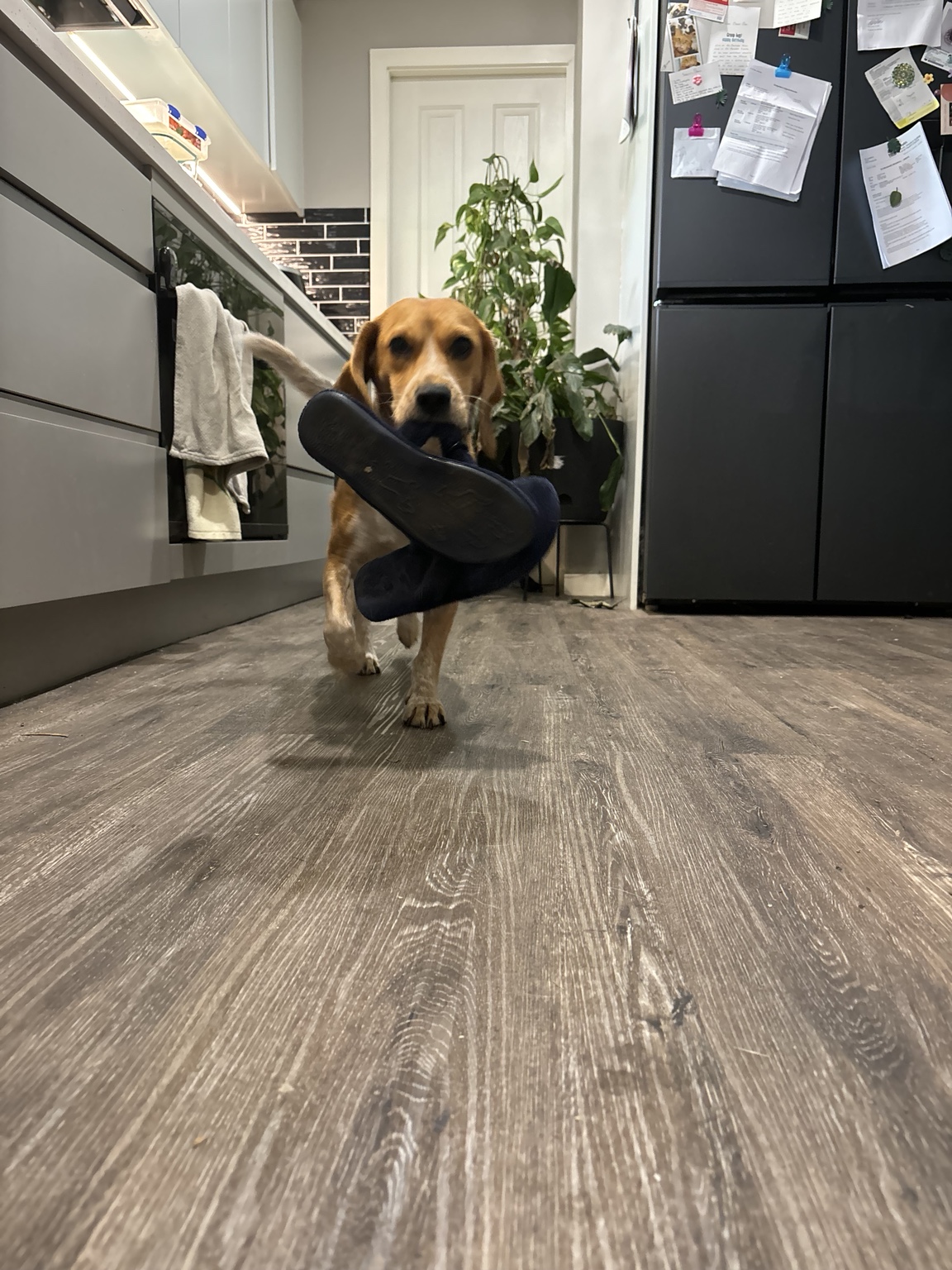 Dog practising recall and engagement