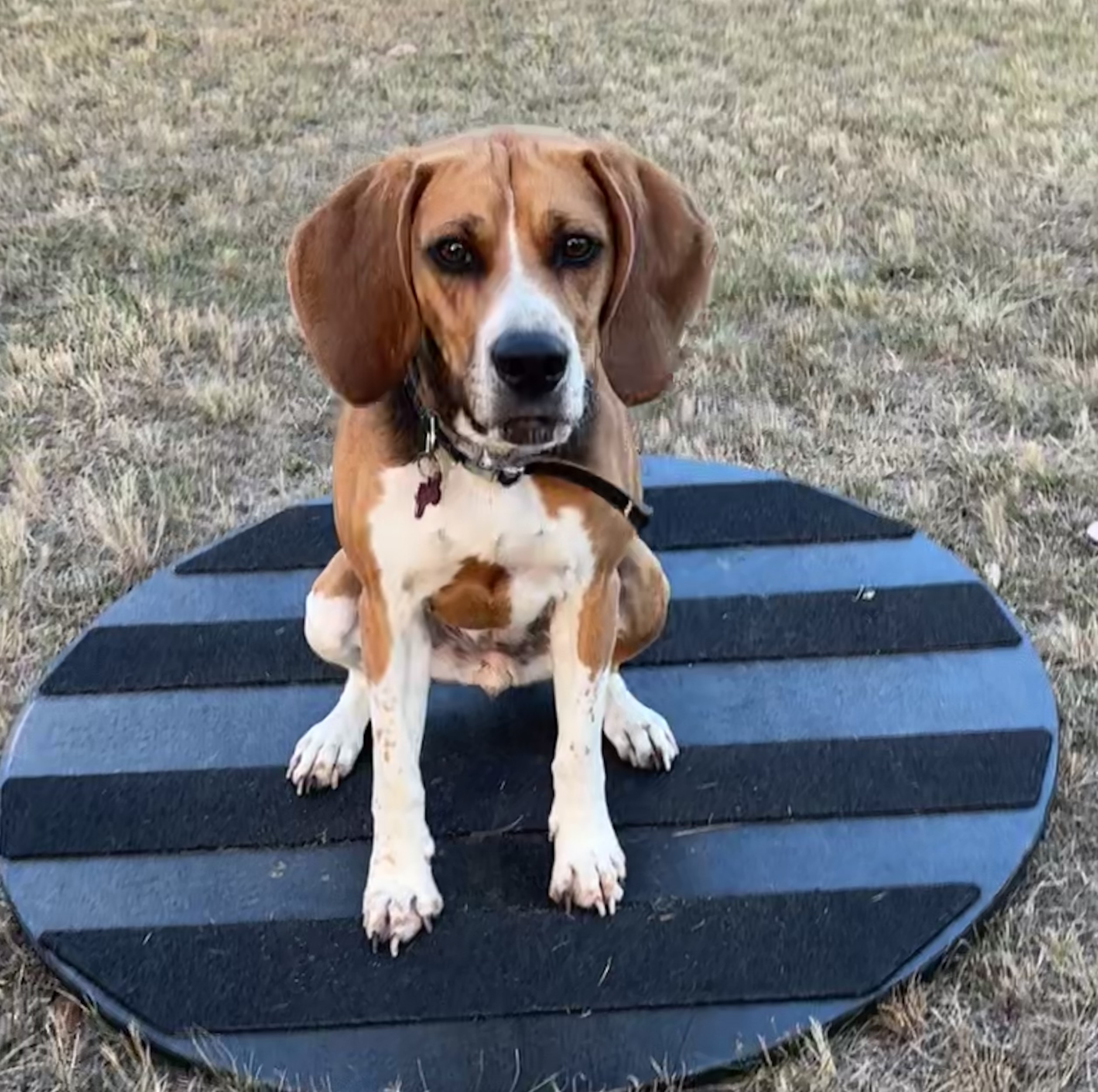 Dog building confidence with training equipment